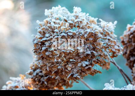 Blossoms of a common hydrangea (Hydrangea arborescens) in frost Stock Photo