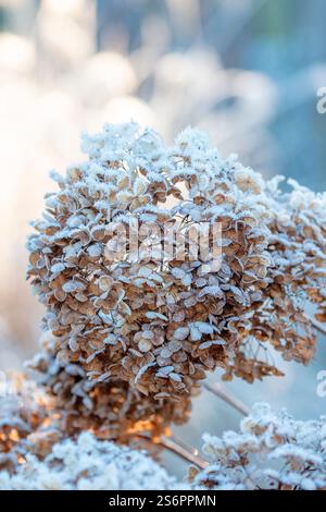 Blossoms of a common hydrangea (Hydrangea arborescens) in frost Stock Photo
