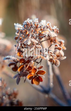 Hydrangea blossom in frost, panicle hydrangea Stock Photo