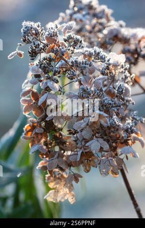 Hydrangea blossom in frost, panicle hydrangea Stock Photo