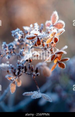 Hydrangea blossom in frost, panicle hydrangea Stock Photo