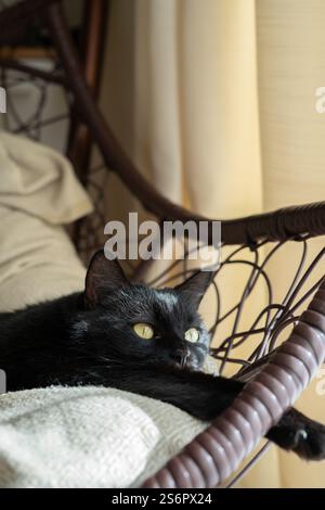 Serene black cat lounging comfortably on a hammock chair as it basks in the soft filter of sunlight coming through the window, embodying relaxation an Stock Photo