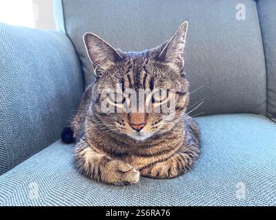 A grey tabby cat lying on a sofa. Stock Photo