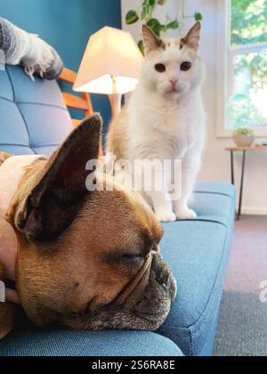 A white cat staring at a brown sleeping French Bulldog together on a blue sofa in a modern interior room. Stock Photo