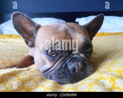 Close up of a brown French Bulldog on a bed with yellow duvet and white pillows in a modern bedroom. Stock Photo