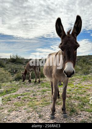 Wild burros near Lake Pleasant in Arizona. Stock Photo