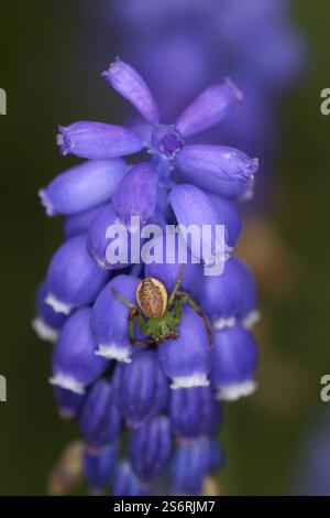 Green crab spider (Diaea dorsata) on the flower of an Armenian grape hyacinth (Muscari armeniacum) Stock Photo