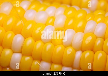 Sweet boiled corn, macro shot.  Close up of corn kernels on cob. Early hybrid super sweet. Ripe boiled corn cob texture. Food background. Stock Photo