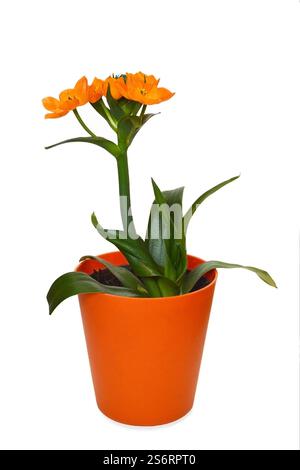 money tree everett Money Tree Plant For Sale  Logee's Plants