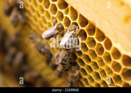Macro photo of working bees on honeycombs. Beekeeping and honey production image Stock Photo