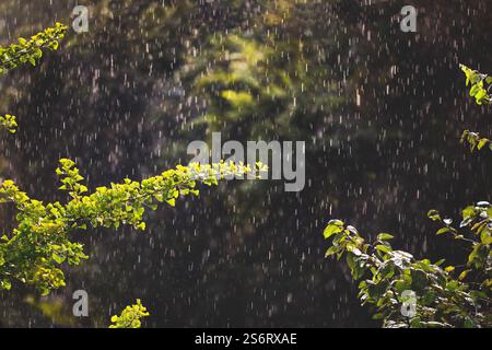 maidenhair tree, Ginkgo Tree, Gingko Tree, Ginko Tree (Ginkgo biloba), Branch with sunshine in the rain, Germany Stock Photo