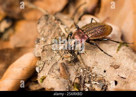 Cancellate ground beetle (Carabus cancellatus, Tachypus cancellatus), sitting on a leaf, top view, Germany, Baden-Wuerttemberg Stock Photo