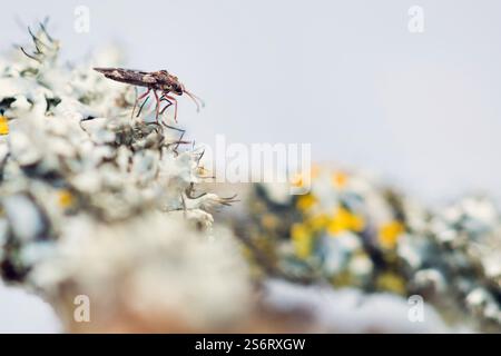 Hawthorn lacebug, Hawthorn lace bug, Northern hawthorn lacebug (Physatocheila dumetorum), sits on a lichen on a branch, Germany Stock Photo