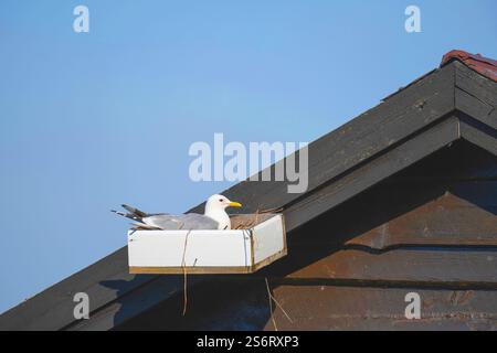 mew gull (Larus canus), nesting help for Common Gulls, Norway, Troms, Tromsoe Stock Photo