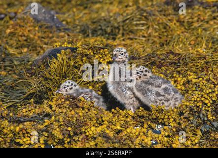 mew gull (Larus canus), three Common Gulls chicken on beach on sea weed, Norway, Troms, Tromsoe Stock Photo