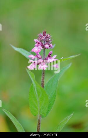 marsh betony, marsh woundwort, swamp hedge-nettle, marsh hedge-nettle (Stachys palustris), inflorescence, Germany, North Rhine-Westphalia Stock Photo