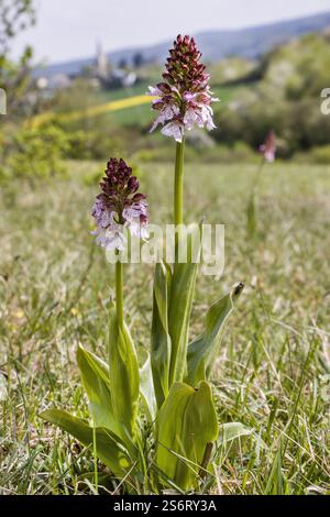 lady orchid (Orchis purpurea), blooming in a meadow, Germany, North Rhine-Westphalia, Eifel Stock Photo