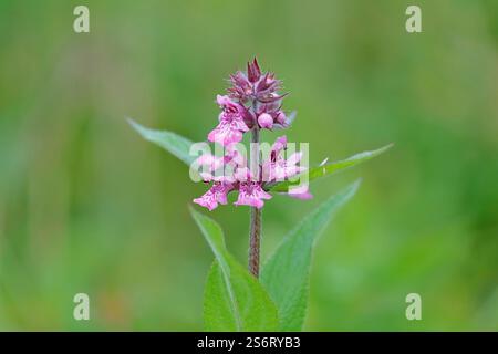 marsh betony, marsh woundwort, swamp hedge-nettle, marsh hedge-nettle (Stachys palustris), inflorescence, Germany, North Rhine-Westphalia Stock Photo