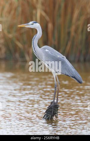 grey heron (Ardea cinerea), standing on a wooden post in a lake, side view, Italy, Tuscany Stock Photo