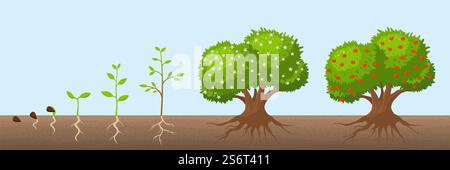 Tree growth cycle. Natural farming, trees grows and blooming. Growing apple bush with green foliage. Fruit plant from seed recent vector concept. Tree growth seedling, botany cycle sprout development. Tree growth cycle. Natural farming, trees grows and blooming. Growing apple bush with green foliage. Fruit plant from seed recent vector concept Stock Vector
