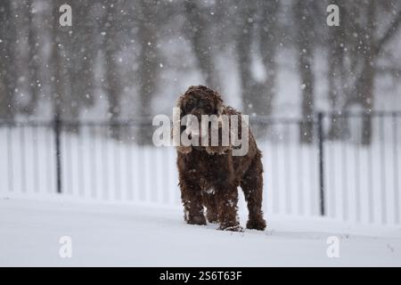 A brown Cocker Spaniel dog with long floppy ears enjoys a winter walk through a snowy landscape, its fluffy fur dusted with snowflakes. Stock Photo