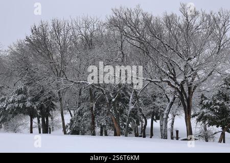 A winter scene of a snow-covered tree, its tree branches blanketed by snow, and a small snowy evergreen shrub in the foreground against a cloudy sky. Stock Photo