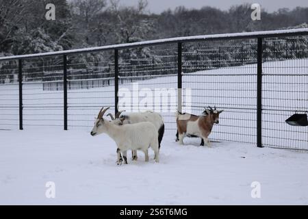 A group of Nigerian Dwarf Pygmy mix breed goats enjoying a snowy day in a pipe-fenced-in area of pure white snow on a field in Texas. Stock Photo