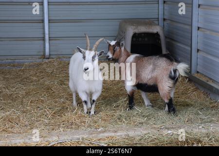 A close-up photo of two goats with short, curved horns, one with a white coat and the other with a brown and white coat, standing in a barn with hay. Stock Photo