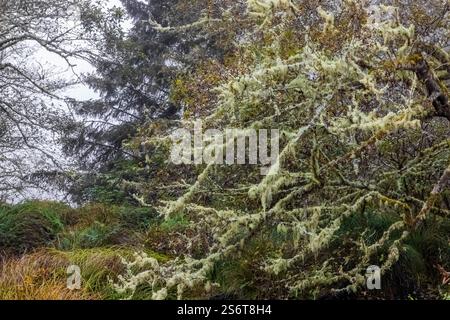 Lichens on tree branches in Cape Disappointment State Park, Washington State, USA Stock Photo