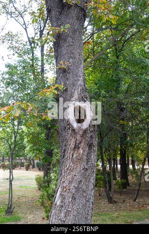 Tree hollow in the park Stock Photo