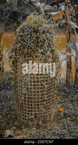 A bamboo basket covered with dried vines and leaves, placed outdoors near a pond and banana plants. Stock Photo