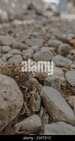 Close up of a rocky ground with small stones and dried grass, creating a natural texture. Stock Photo