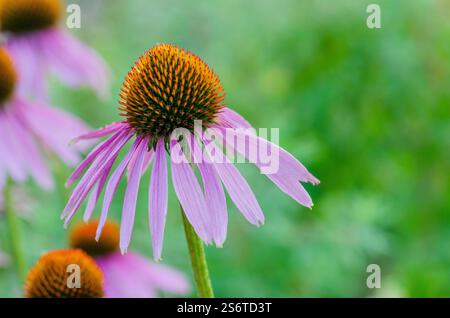 Coneflowers Stock Photo