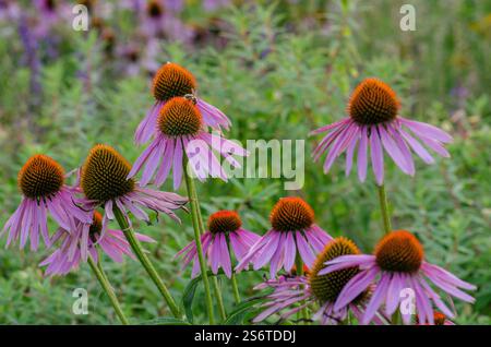 Coneflowers Stock Photo