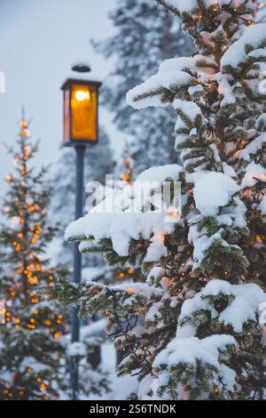 Scandinavia, Lapland, Finland. Rovaniemi. Fir branch covered in snow close-up Stock Photo