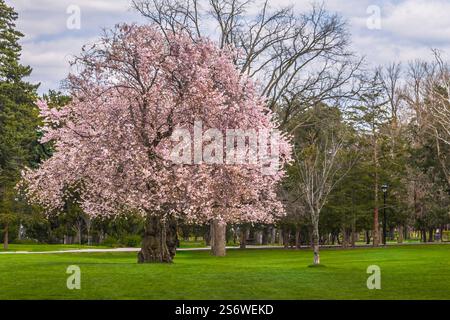 Single Sakura Cherry blossoming trees in the spring park Stock Photo