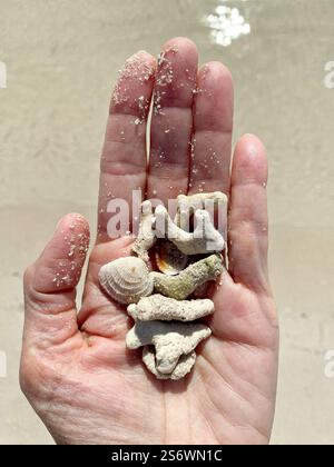 Close up of a hand holding shells and fossilized coral from Sombrero Beach in Marathon, Florida in the Florida Keys. Stock Photo