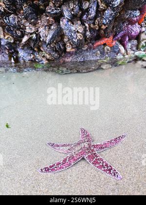 Starfish and other sea life at low tide in Bandon, on the Oregon coast. Stock Photo