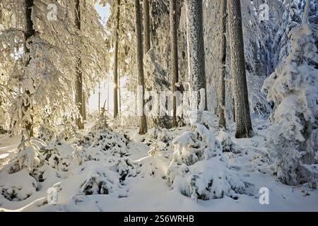 Sun shining through forest in snow and hoarfrost, Horben, Beinwil, Freiamt, Canton Aargau, Switzerland, Europe Stock Photo