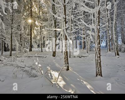Sun shining through forest in snow and hoarfrost, Horben, Beinwil, Freiamt, Canton Aargau, Switzerland, Europe Stock Photo