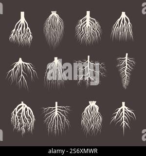 Root system. Wooden roots from tree botanical plants symbols creep forest recent vector illustrations collection. Wooden roots organic, natural mangrove. Root system. Wooden roots from tree botanical plants symbols creep forest recent vector illustrations collection Stock Vector