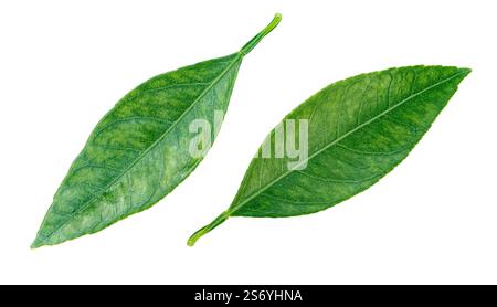 orange leavs isolated on white background with clipping path Stock Photo