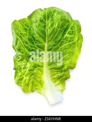 green leaf of Romaine lettuce isolated on white background with clipping path Stock Photo