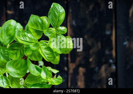 Fresh Green Basil Leaves on Dark Wooden Background, Top View, Copy Space Stock Photo