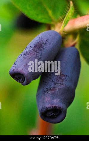 Close-up of two ripe, large edible honeysuckle berries, showcasing their deep blue color and wrinkled texture. Stock Photo