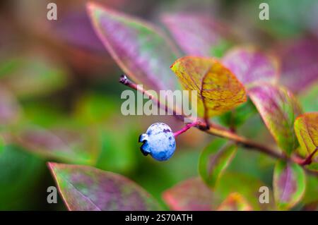 Soft-focus image of a blueberry surrounded by red leaves, showcasing the intricate beauty of the garden. Stock Photo