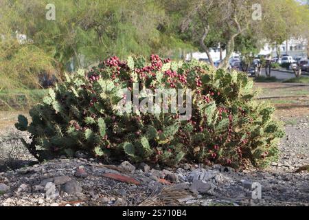 A big prickly pear Opuntia Stricta Cactus with ripe red fruit. Gran Canaria. Stock Photo