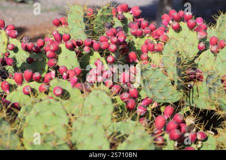 A big prickly pear Opuntia Stricta Cactus with ripe red fruit. Gran Canaria. Stock Photo