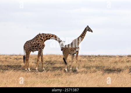 mating-pair-of-maasai-giraffs-giraffa-camelopardalis-tippelskirchii
