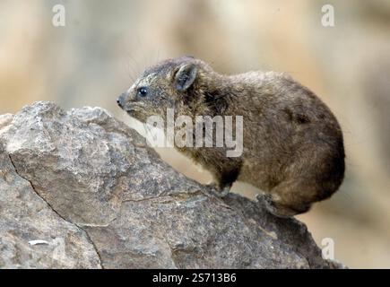 Rock Hyrax  (Procavia capensis) from Lake Nakuru, Kenya. Stock Photo